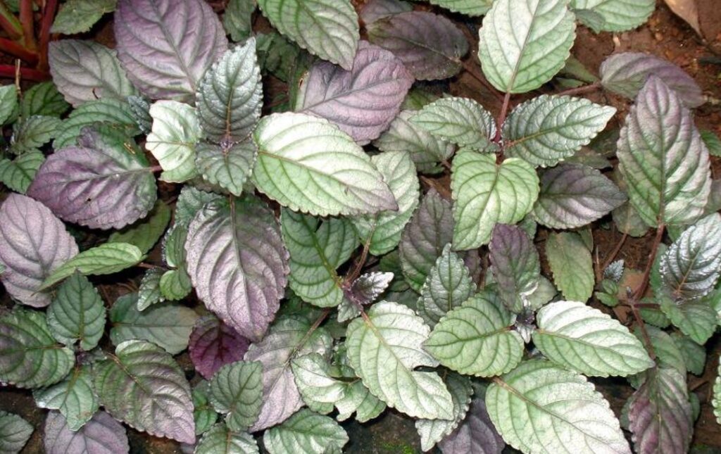 മുറികൂടിയുടെ ഔഷധ ഗുണങ്ങൾ